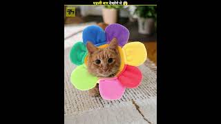 This Will Trick Your Brain