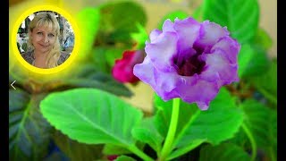 видео: Домашний Цветочный Бизнес -  Лайф №2. Работа с глоксиниями, Фишки, Лайфхаки картинка: Домашний Цветочный Бизнес -  Лайф №2. Работа с глоксиниями, Фишки, Лайфхаки