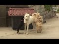 Two Boy Dogs Fight Over A Beautiful Girl Dog | Kritter Klub