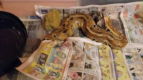 Blood python eating...