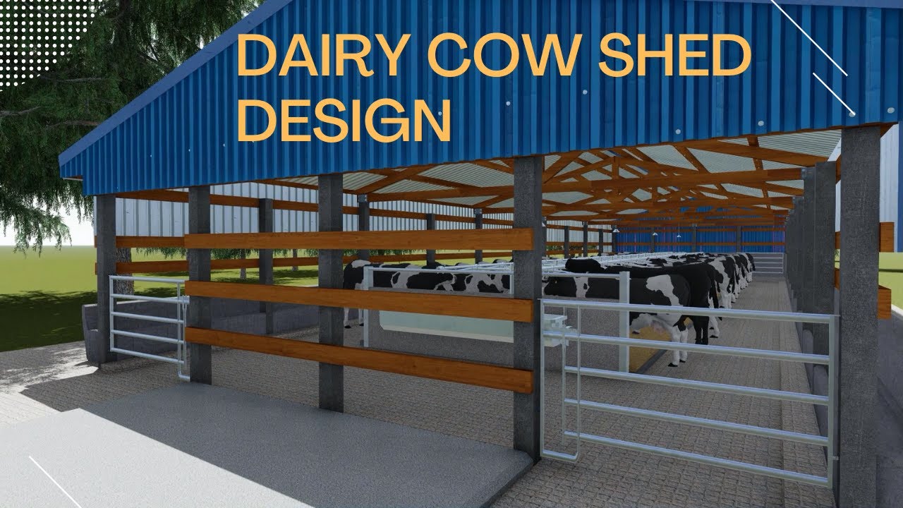 Cow Shed Plans and Design | Dairy Farm Design - YouTube