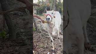 MEDIUM RANGE COW VLOG COMING SOON #trending #cow #shorts #viralvideo #shortsfeed