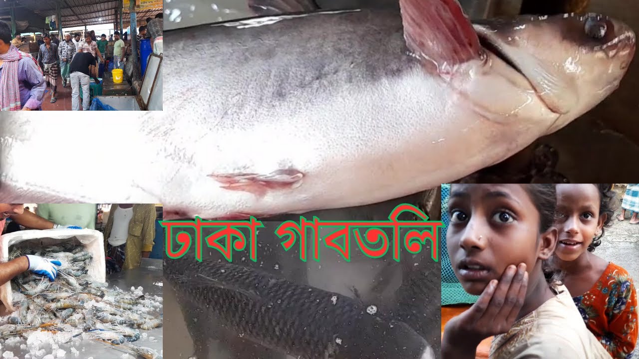 Fresh Fish, Live Fish, Street food & Fish Vendors Lifestyle in