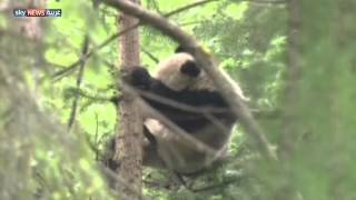 تدريب صغير باندا قبل عودته للبراري screenshot 3