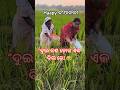 ଦୀପାବଳୀ ପାଇଁ ଧାନ ଚୋରୀ 😂 | Funny Odia Short Video | Comedy Scene