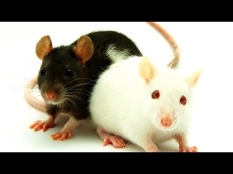 Vidéo: Les rats et leurs types, couleurs et motifs