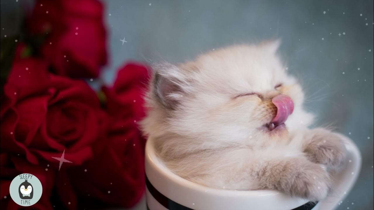 Картинка на рабочий стол котенок, клавиши 1920 x 1080