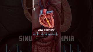 The Heart's Electrical Rhythms