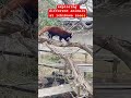 what is tha name of this animal?i have seen first time in my life 😱 #animals  #japan #ichikawazoo