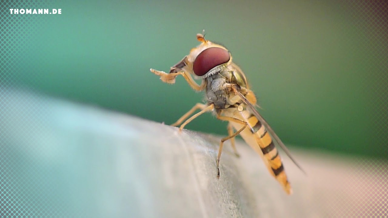 Thomann: Music makes you popular 