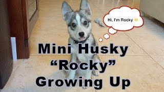 Mini Kolu Husky - Rocky Growing up