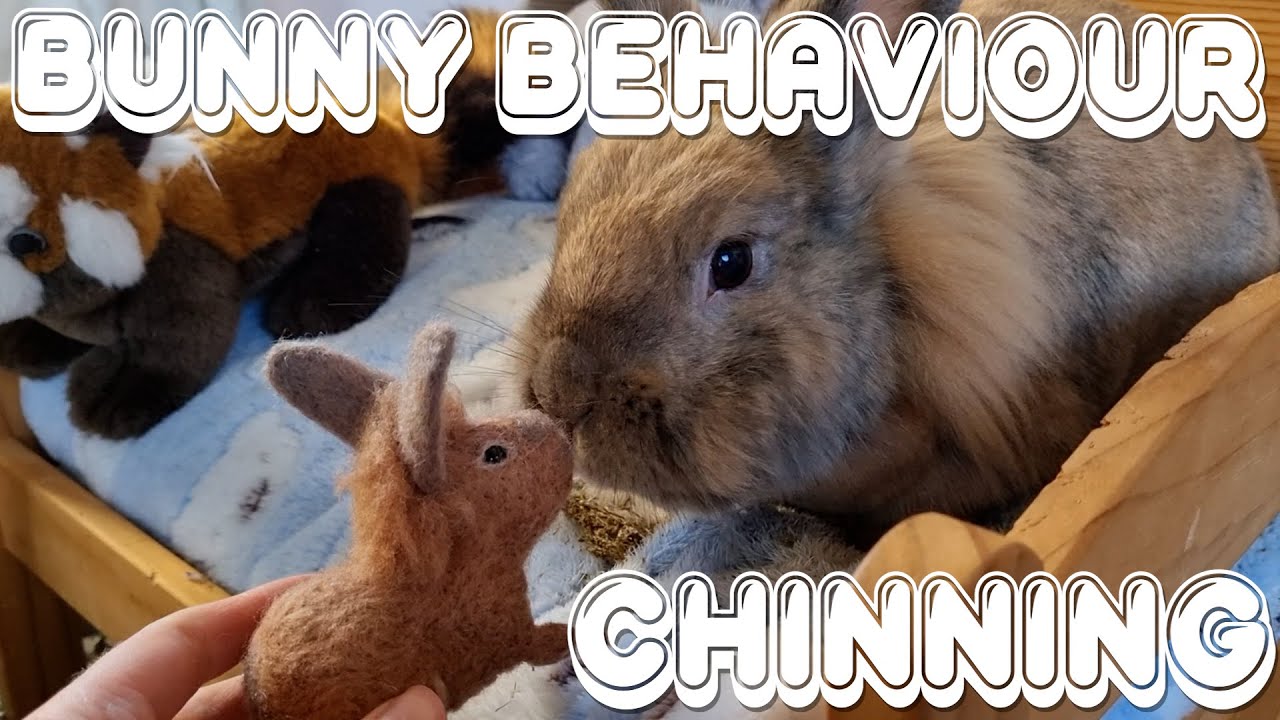 Bunny Behaviour Chinning YouTube