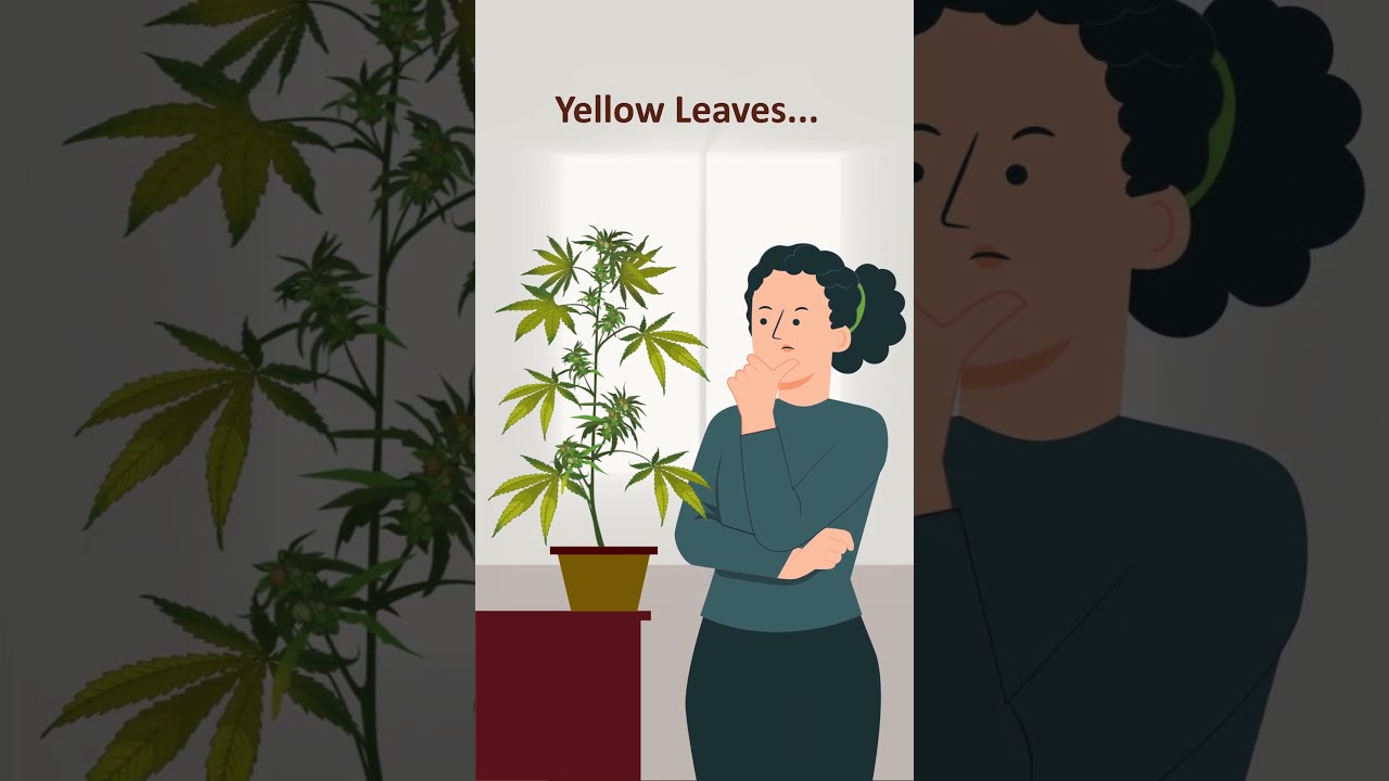 Cannabis Nutrient Deficiencies 