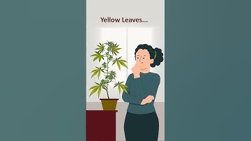 Cannabis Nutrient Deficiencies!