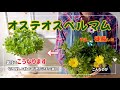「オステオスペルマム」徒長。なかったことにできます秋の管理と 裏技 切り戻しのタイミング