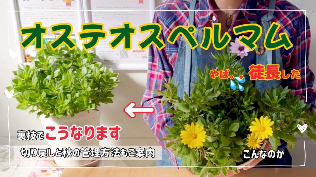 オステオ ステム マム 伸び すぎ