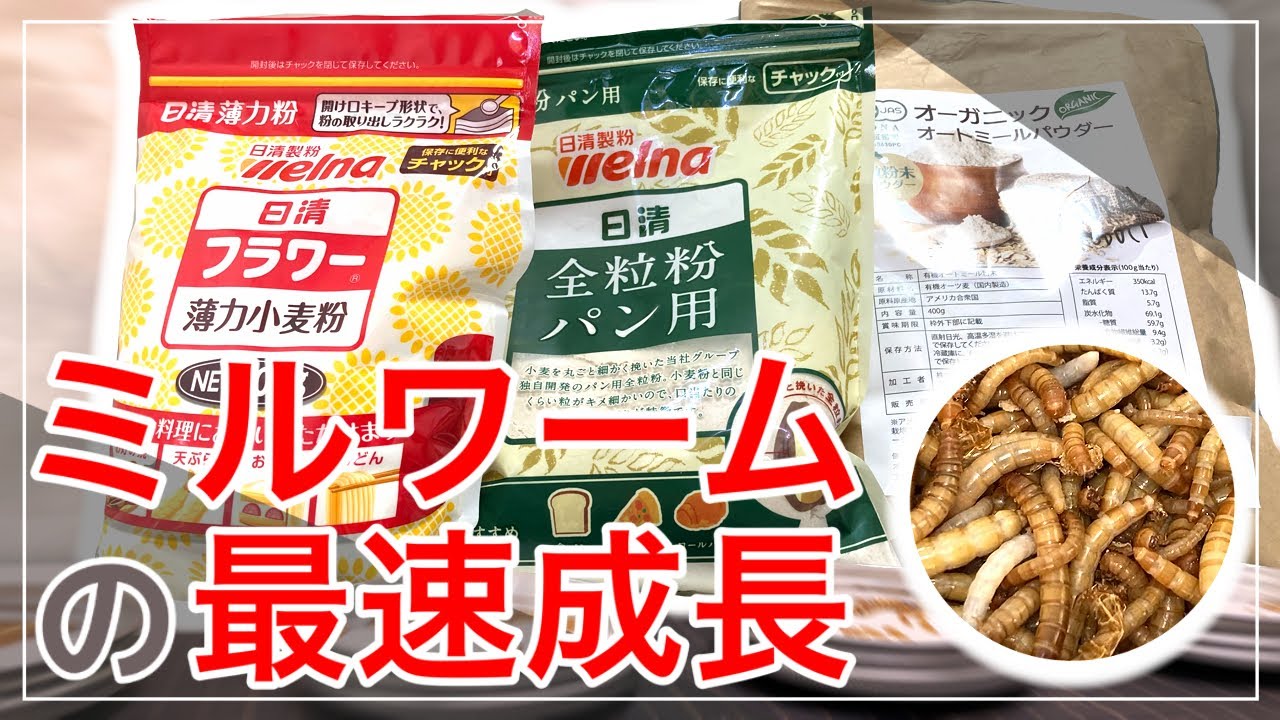 ミルワームが爆速で成長する餌を検証してみました #5【大人の自由研究】
