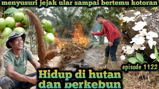 menemukan jejak ular piton di rawa sekitaran kebun warta petani muda hidup di hutan