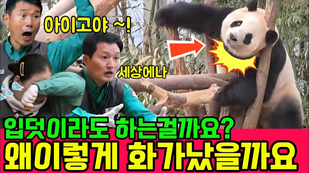 에버랜드 판다월드 💢 세상에나 아여사님 입덧이라도 하는 걸까요?너무 화가났어요 