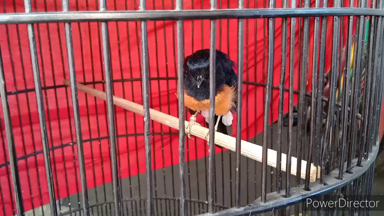 PERAWATAN BURUNG MURAI BATU SAAT MABUNG 