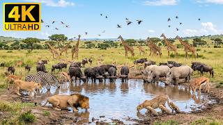 Filmische Afrikaanse Natuur 4K - Prachtige Wildernis & Zachte Pianomuziek voor Innerlijke Rust 🐘🌅 screenshot 2