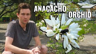 The Ultimate Guide to the Anacacho Orchid Tree (Bauhinia lunarioides) | Texas Native Plant Journal