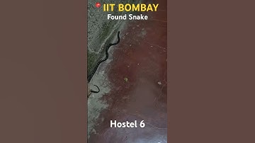 Snake found at IIT BOMBAY #iitbombay #iit #shorts #trending #snake #snakevideo