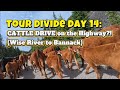 Tour Divide Day 14: CATTLE DRIVE on the Highway?! (Wise River to Bannack)