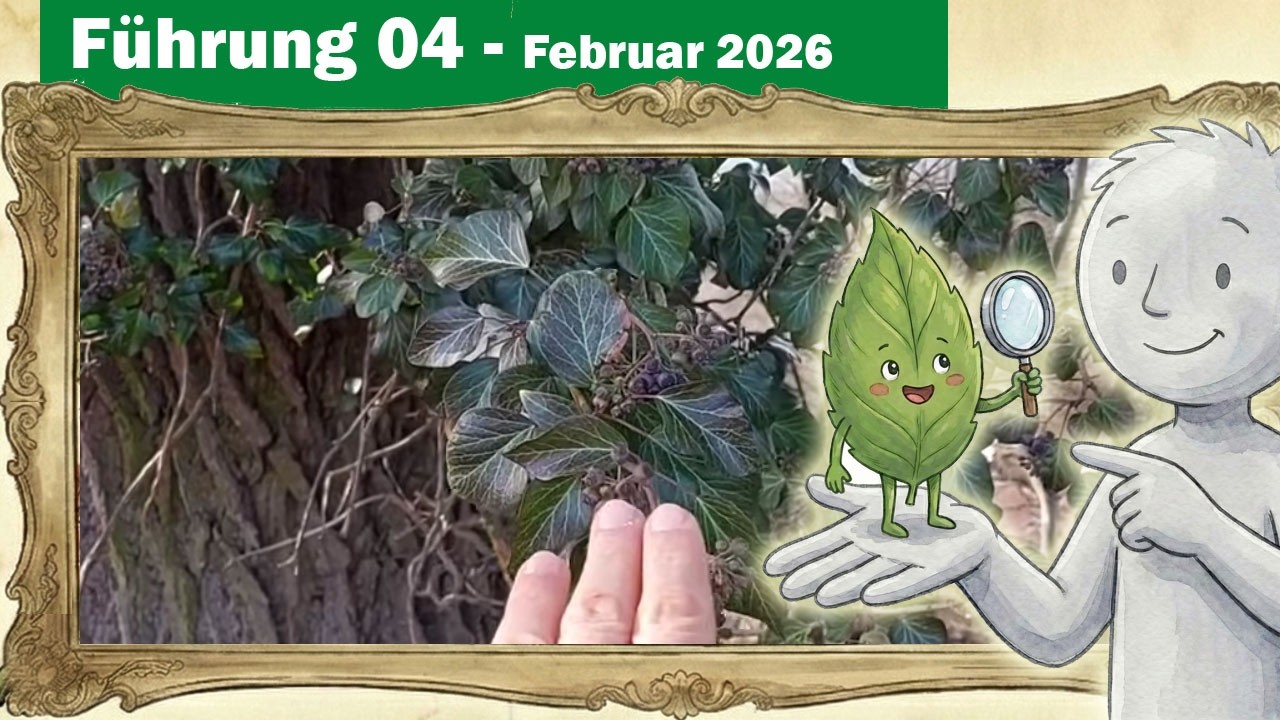 Botanik-Führung 04 - Teil 1 - Immer- & Wintergrüne Pflanzen (Efeu, Mistel)