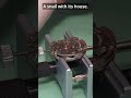 I found creatures in a watch #watchmaking #watchrepair #watch
