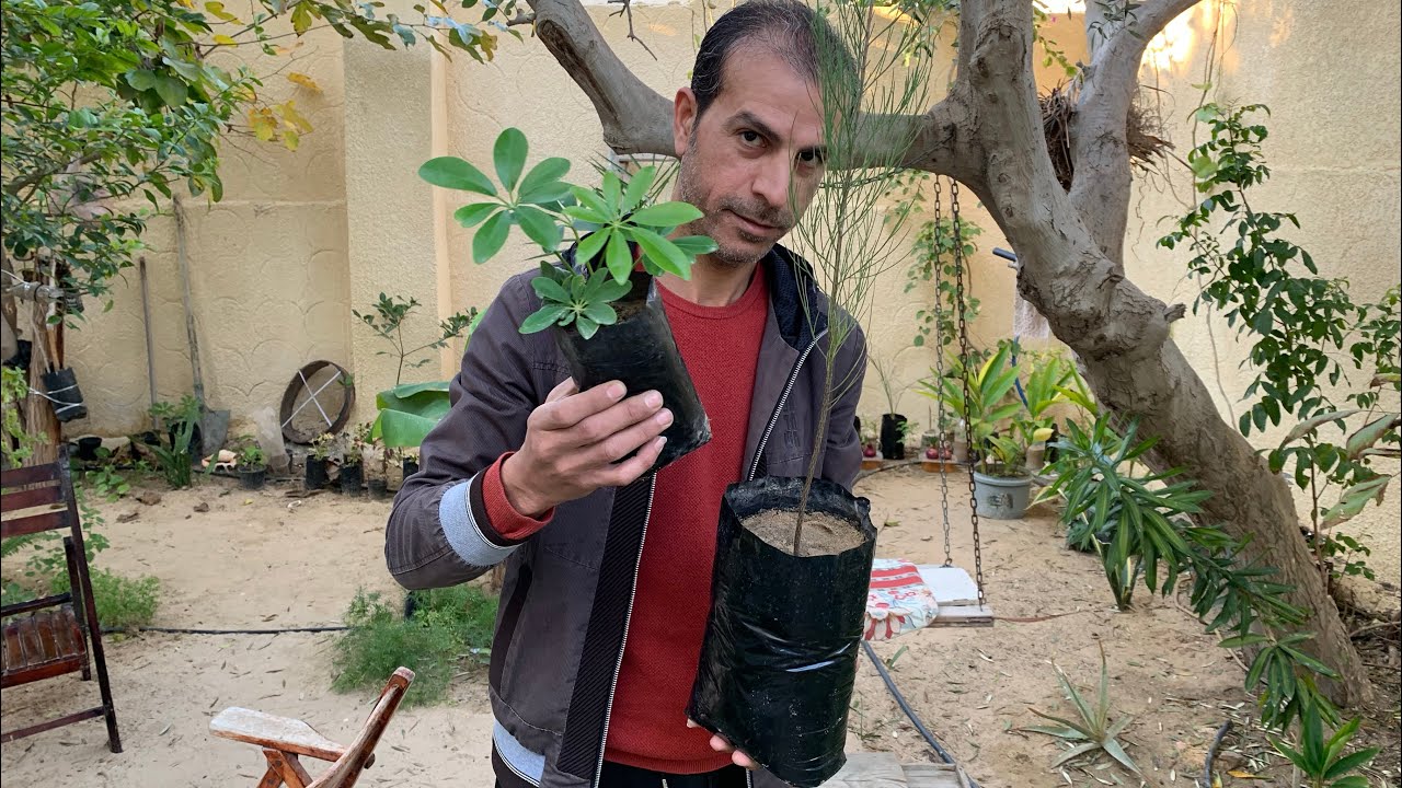 لو عاوز تنقل آي نبات أو شجرة من أصيص للأرض وتضمن إنها مستحيل تموت وتنمو بقوة ! جرب تزرع بهذه الطريقة