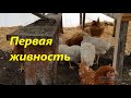 Коралл-ник и Хайсекс браун, первая наша живность!