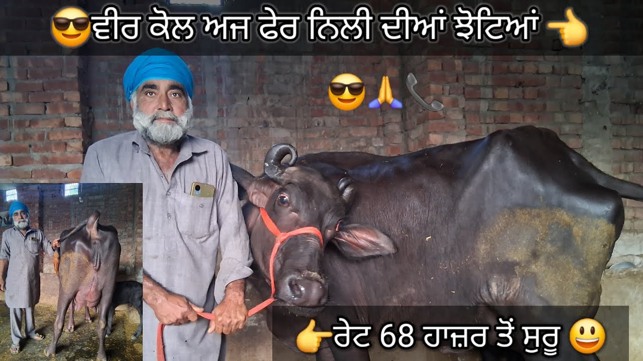 23 October 2025 ph9855901706👈 ਵੀਰ ਕੋਲ ਟੋਪ ਕਾਲਸ  ਝੋਟੀ ਸ਼ੇਲ #trending #trendingvideo #cow #viralvideo 