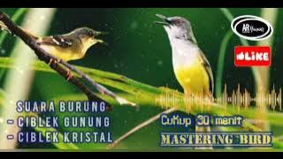 Ciblek gunung dan ciblek kristal || Mastering Bird 30 menit.#masteranburung