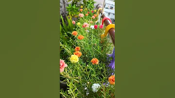 Portulaca Plant Care Fertilizer Gardening Plants Garden Portulaca Flowers 