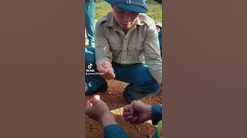 Ở Lạng Sơn gọi đây là trò chơi( lày cỏ) khá phổ biến ở người dân tộc dao