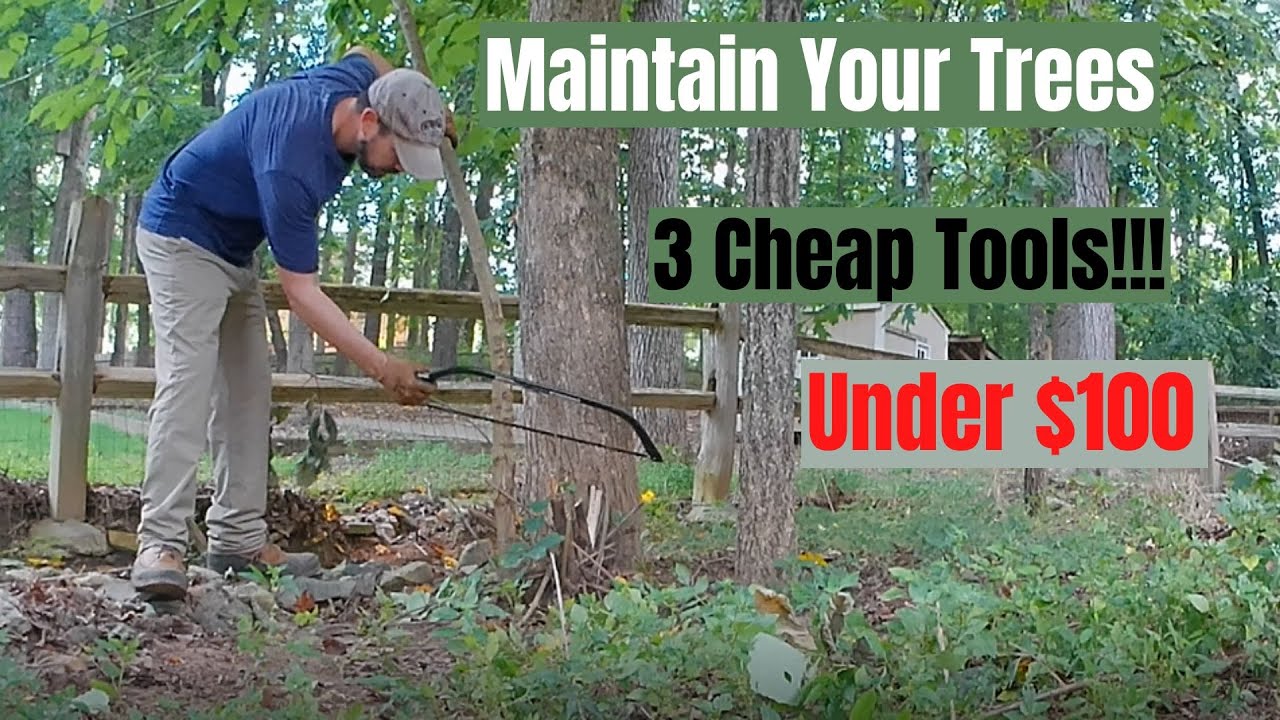 3 Basic Tools To Maintain Your Trees For Under $100 Total - YouTube