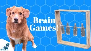 In this video, we'll show you how to create homemade brain games for
dogs! whether you're indoors or outside your dog can have lots of fun
with interact...