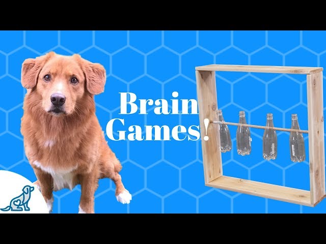 Brain games for dogs  Fun ways to start brain training your dog