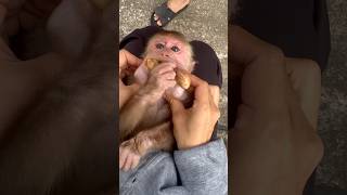 The mother did her best to remove anything that could harm the monkey.