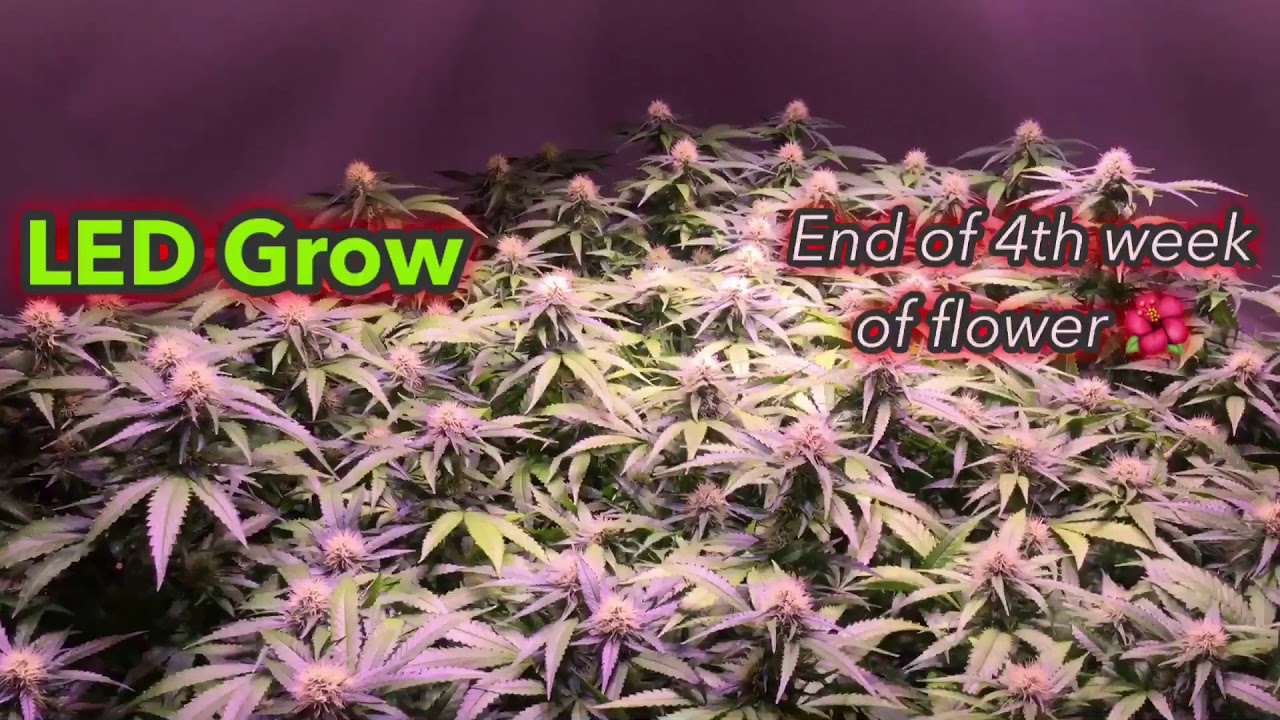 LED Grow. End of 4th week of flower with BlueSea and Reiziger