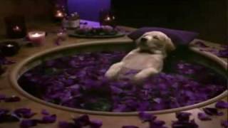 Cottonelle Commercial Puppy Gets Pampered