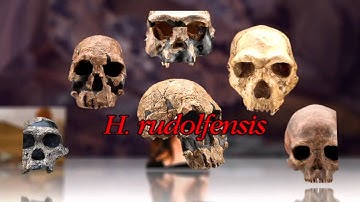 Does a Newly Discovered Skull Fossil Prove a New Human Species?