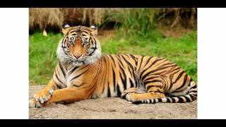 Si Ma Famille Et Mes Amis Étaient Des Animaux... Clara W