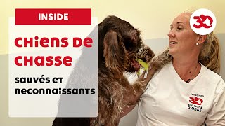 Une nouvelle vie pour des chiens de chasse maltraités