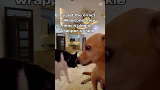 🐱🐶 My Pet the Exact Millisecond They Hear a Plastic Wrapper Crinkle 😂 #shorts