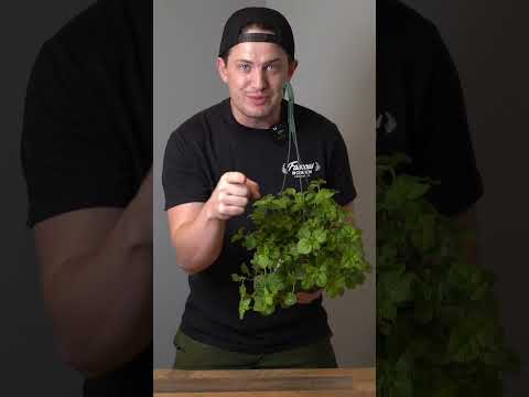 Video: Är min krukväxt ätbar: inomhusväxter som du kan äta
