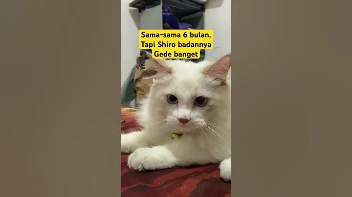 Video 11457211: munchkin cats catlover, munchkin kitten catlover