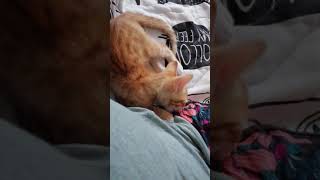 Findus our cat is suckling on my clothes