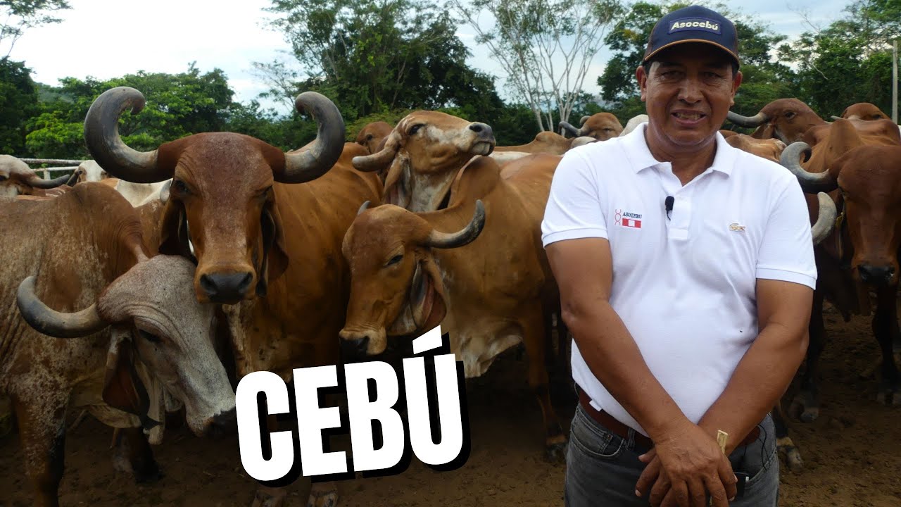 La genética cebuina en la ganadería tropical peruana - Rancho La Tormenta